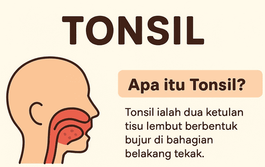 Tonsil